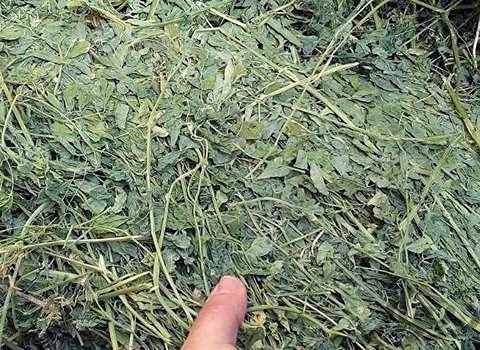 تصویر 1 از خرید و فروش یونجه غذای خرگوش با شرایط فوق العاده